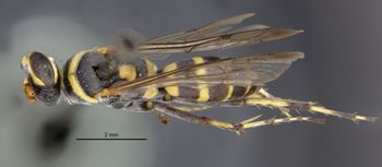Media type: image;   Entomology 26781 Aspect: habitus dorsal view